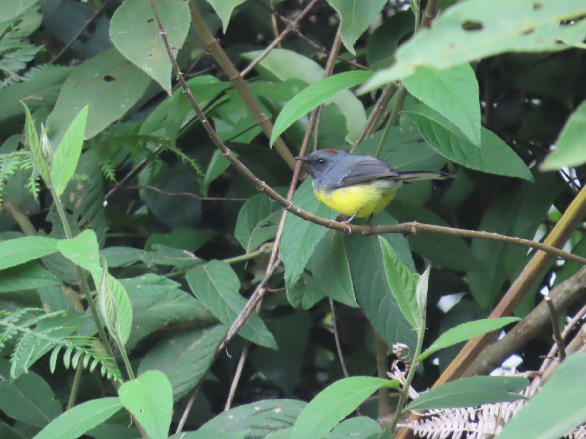 Slate-throated Redstart - ML626085572