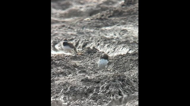 Wilson's Plover - ML626085680