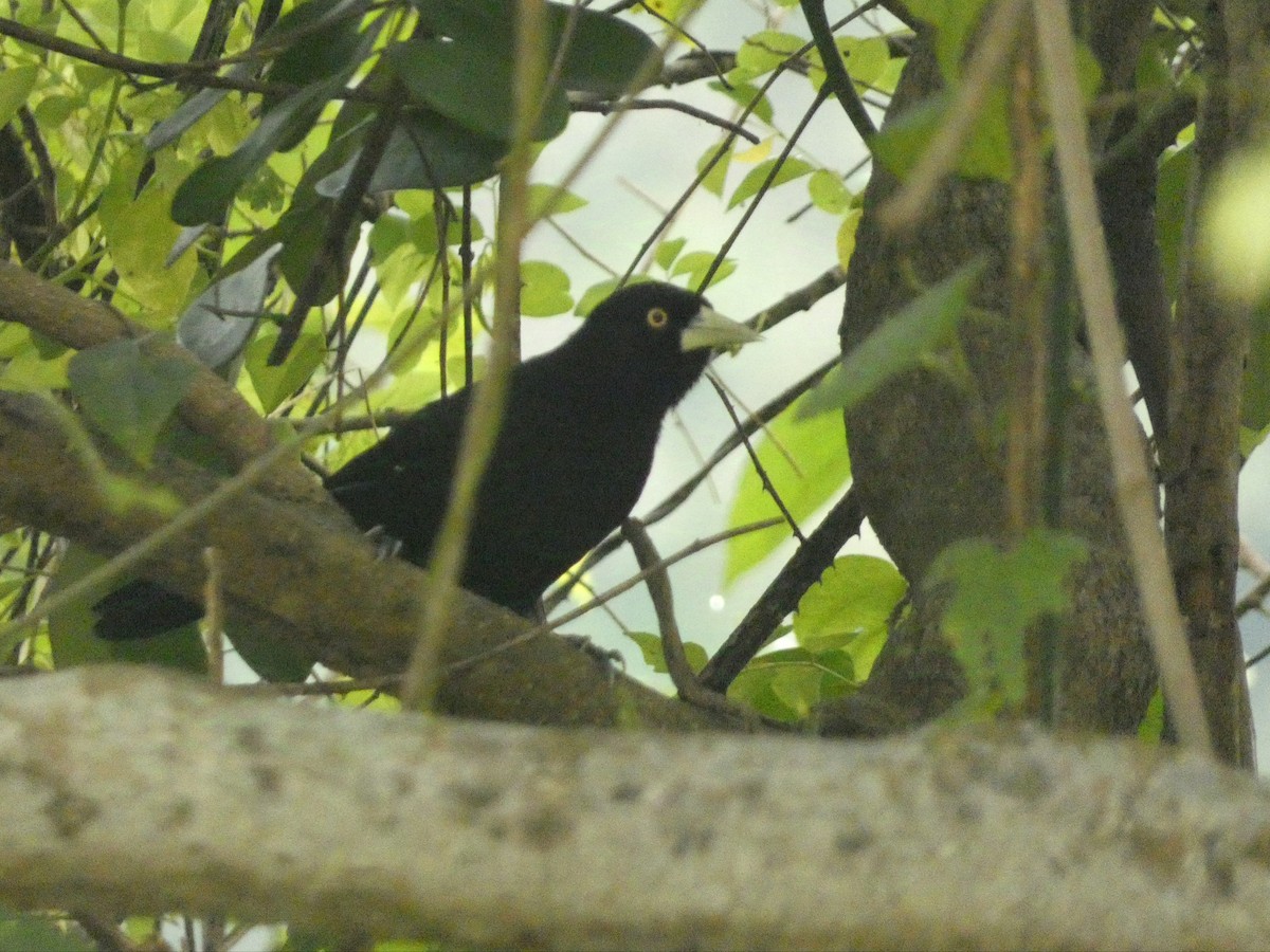 Yellow-billed Cacique - ML626085767