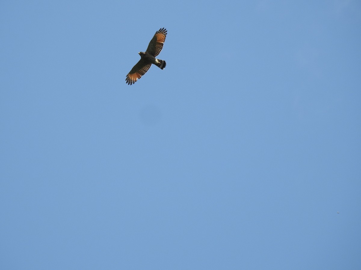 Roadside Hawk - ML626085834