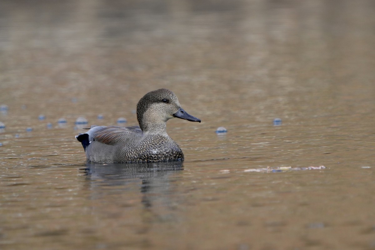 Gadwall - ML626085867