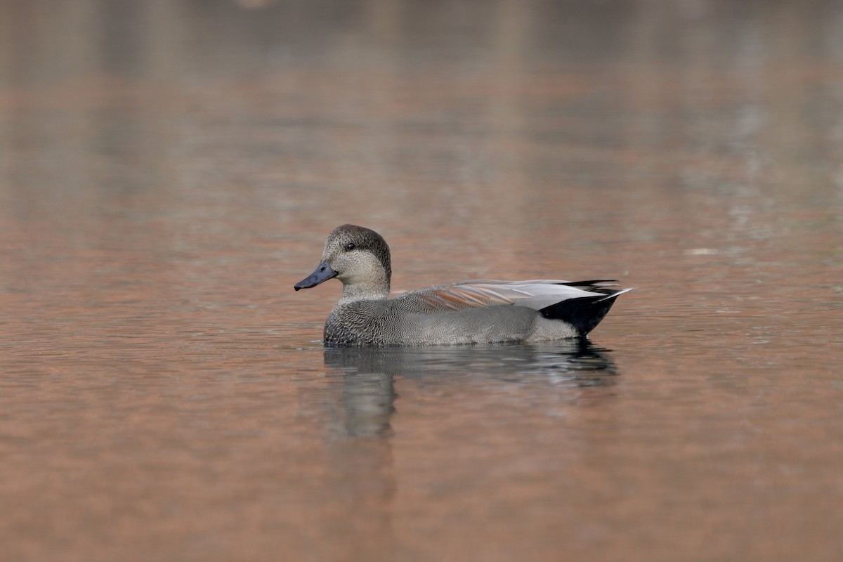 Gadwall - ML626085870