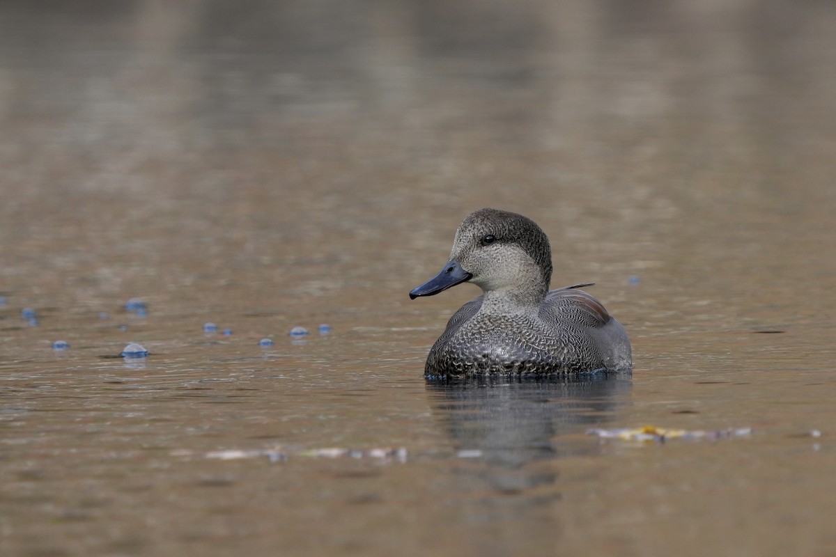 Gadwall - ML626085883