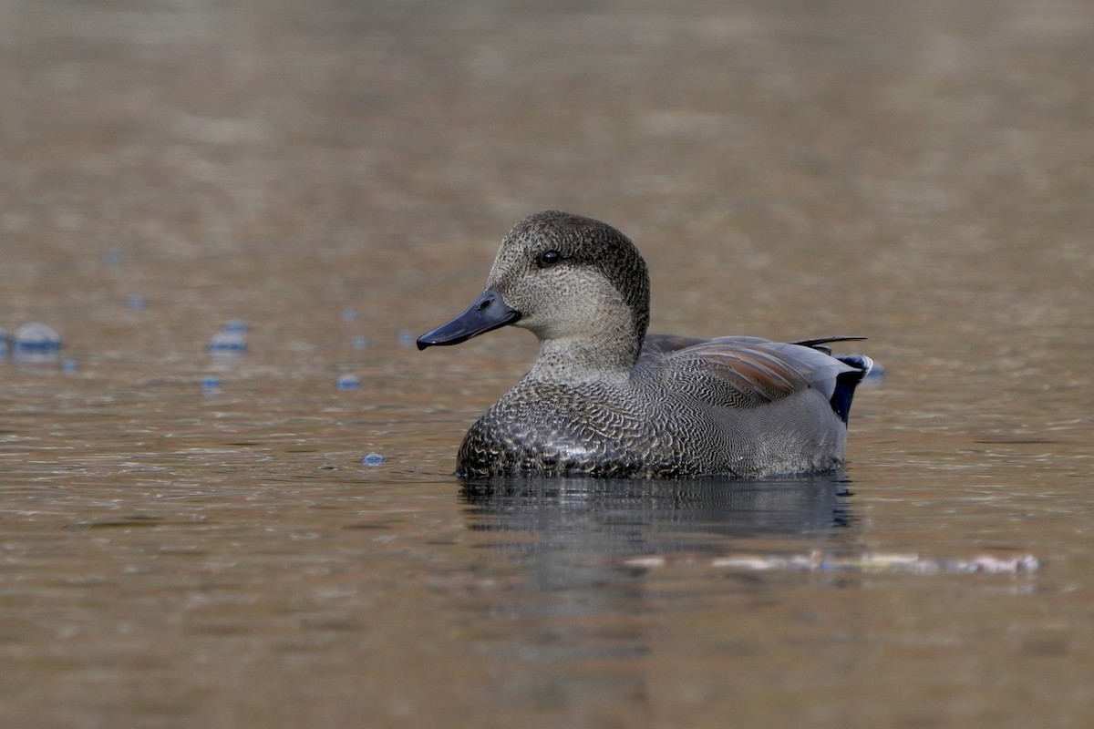 Gadwall - ML626085884