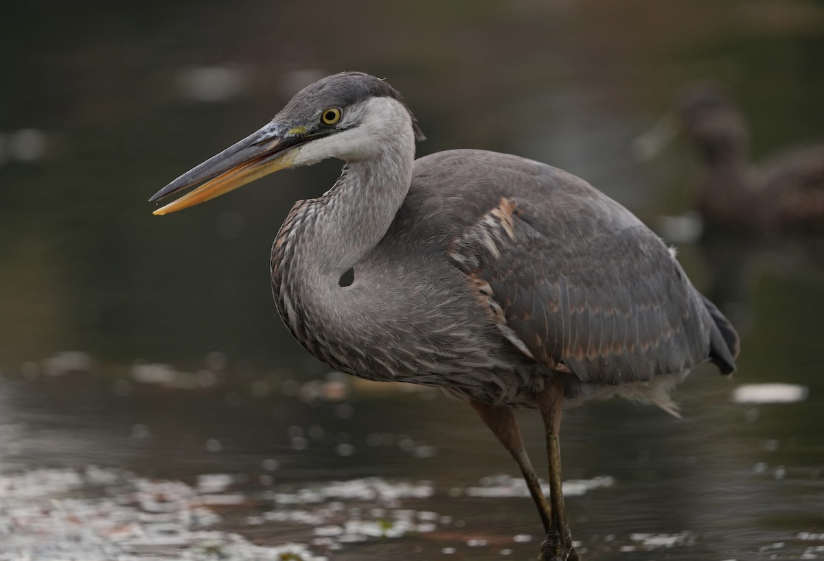 Great Blue Heron - ML626085928