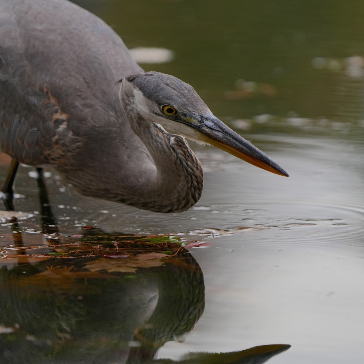 Great Blue Heron - ML626085930