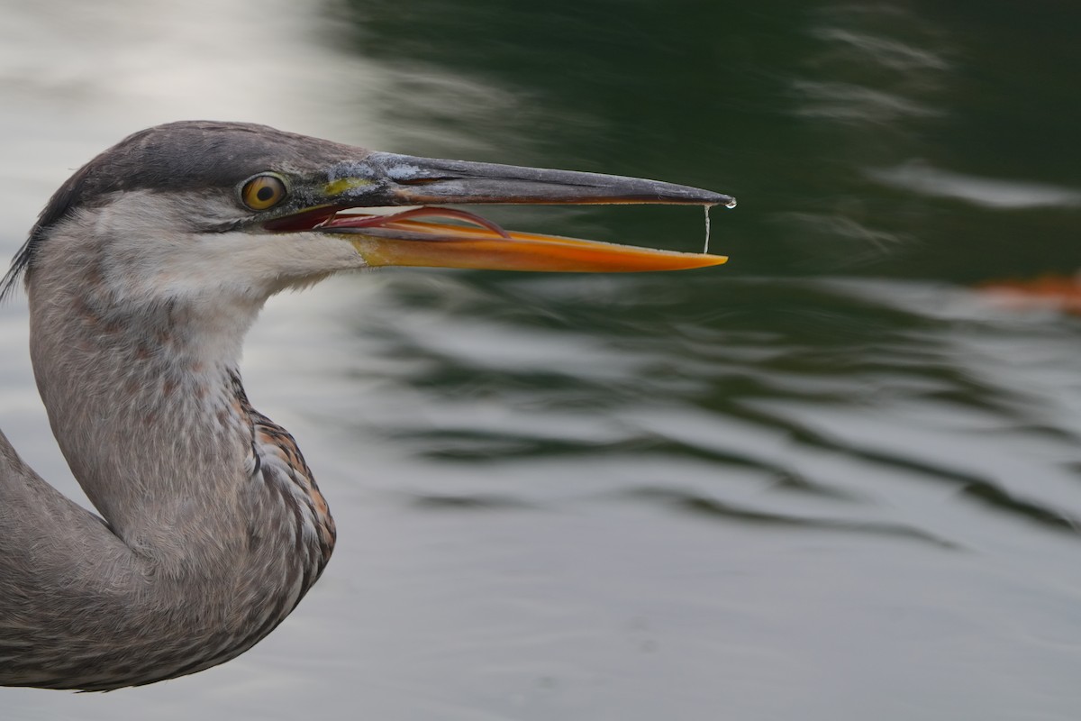 Great Blue Heron - ML626085934