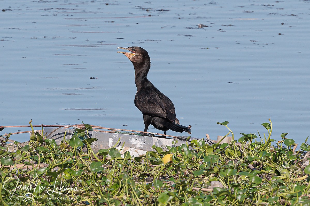 Neotropic Cormorant - ML626086299