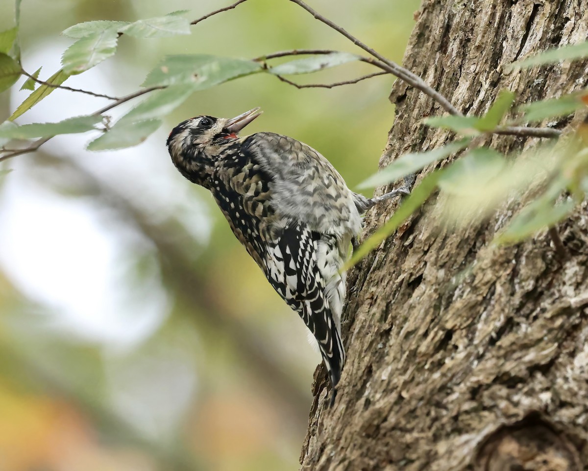 Yellow-bellied Sapsucker - ML626086412