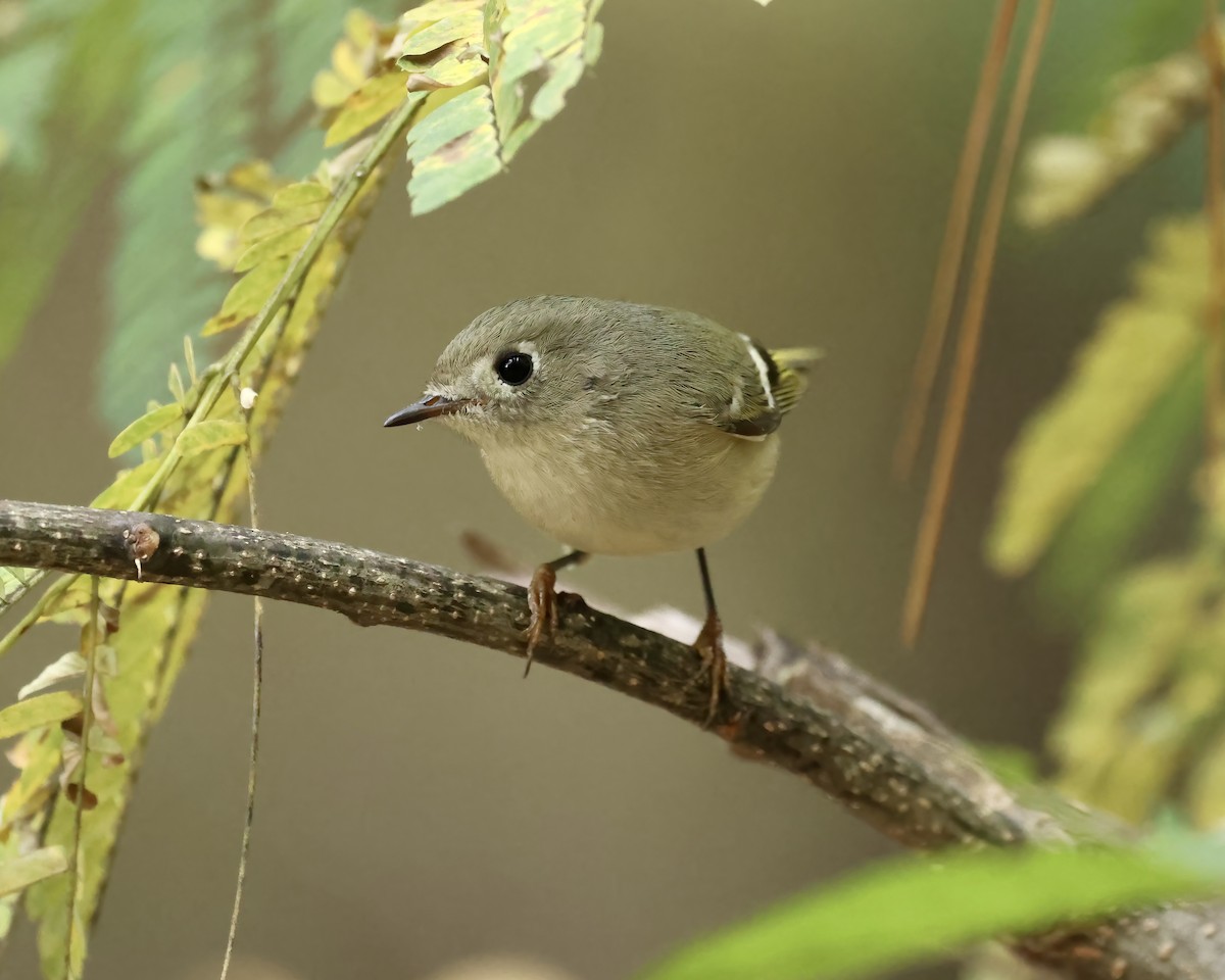Ruby-crowned Kinglet - ML626086415