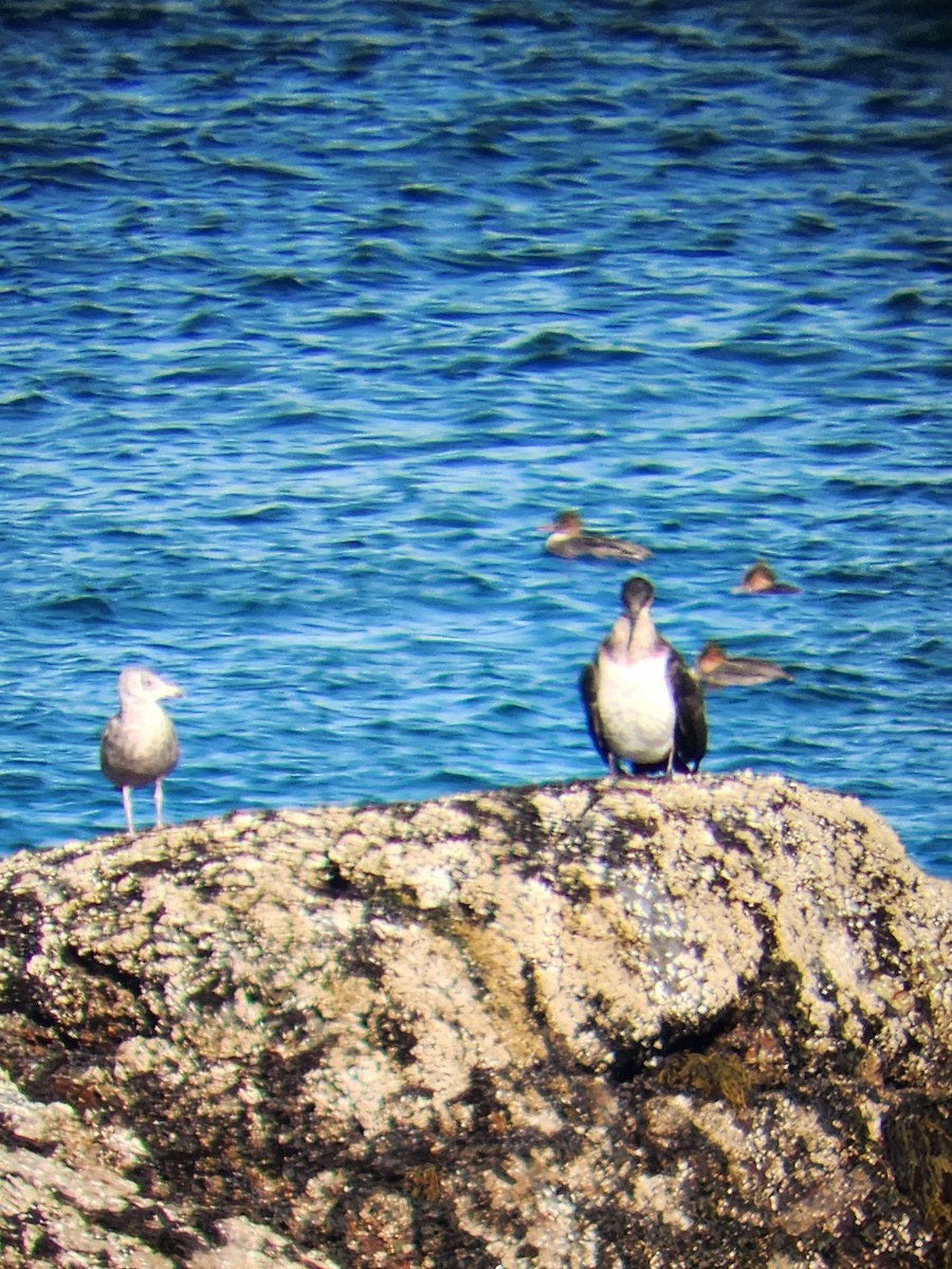 Great Cormorant - ML626086477
