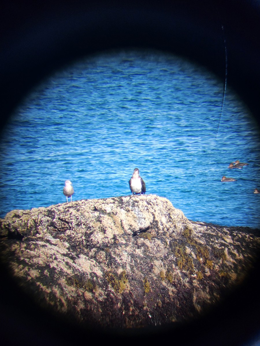 Great Cormorant - ML626086478