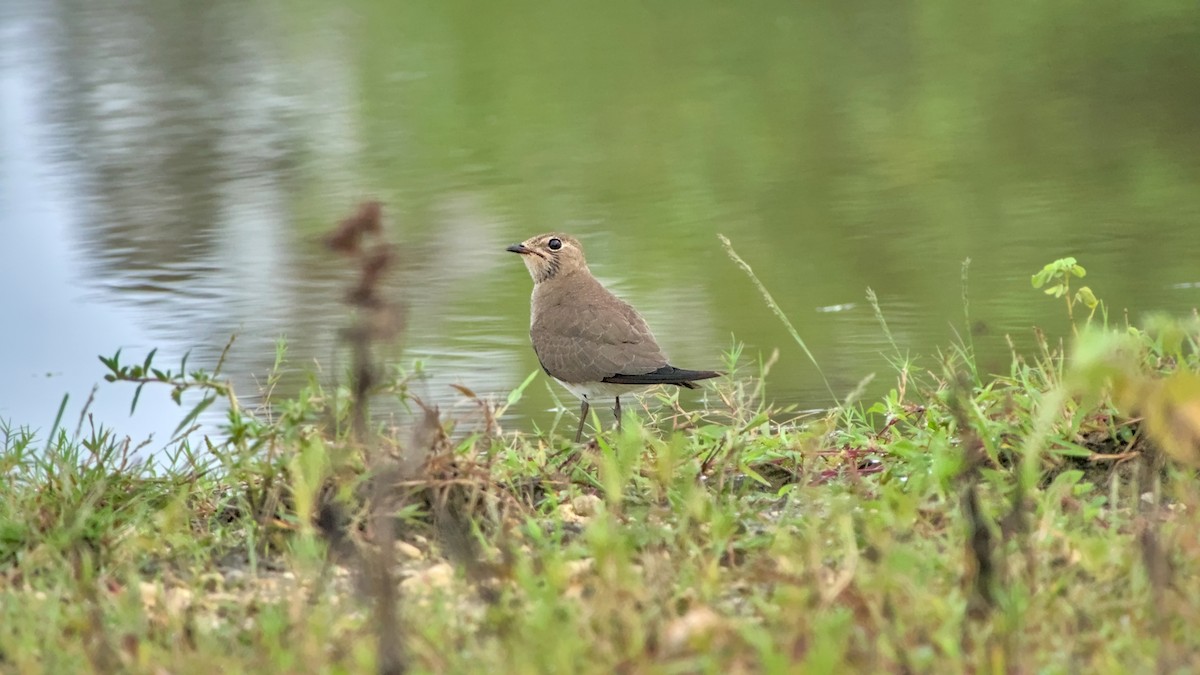 Oriental Pratincole - ML626086616