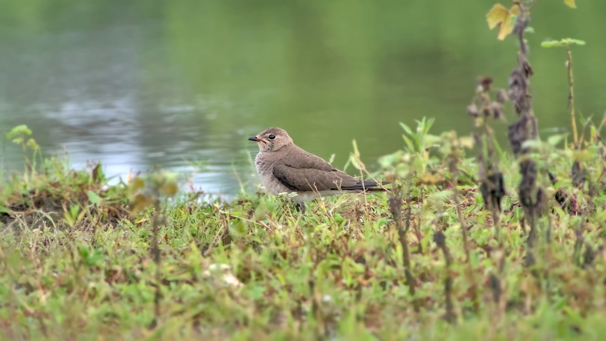 Oriental Pratincole - ML626086617