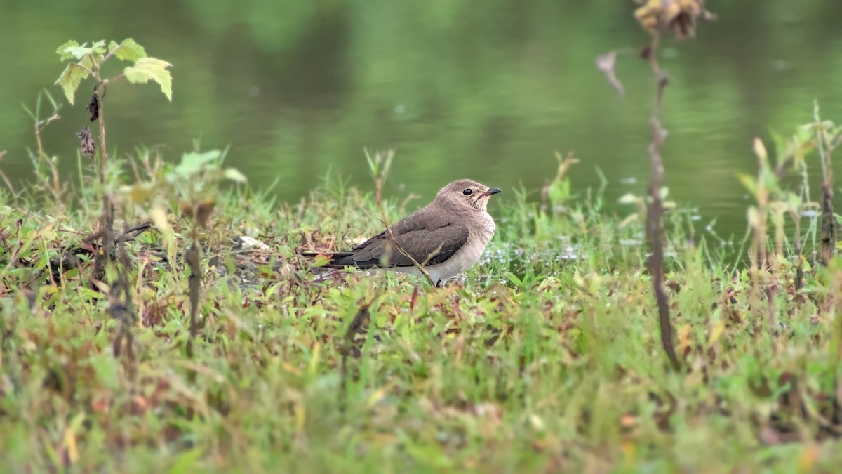 Oriental Pratincole - ML626086618