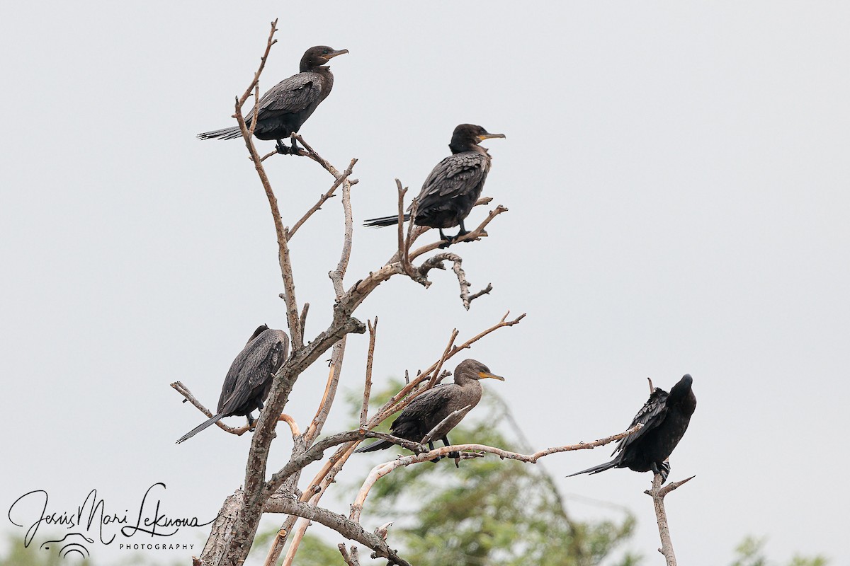 Neotropic Cormorant - ML626086782