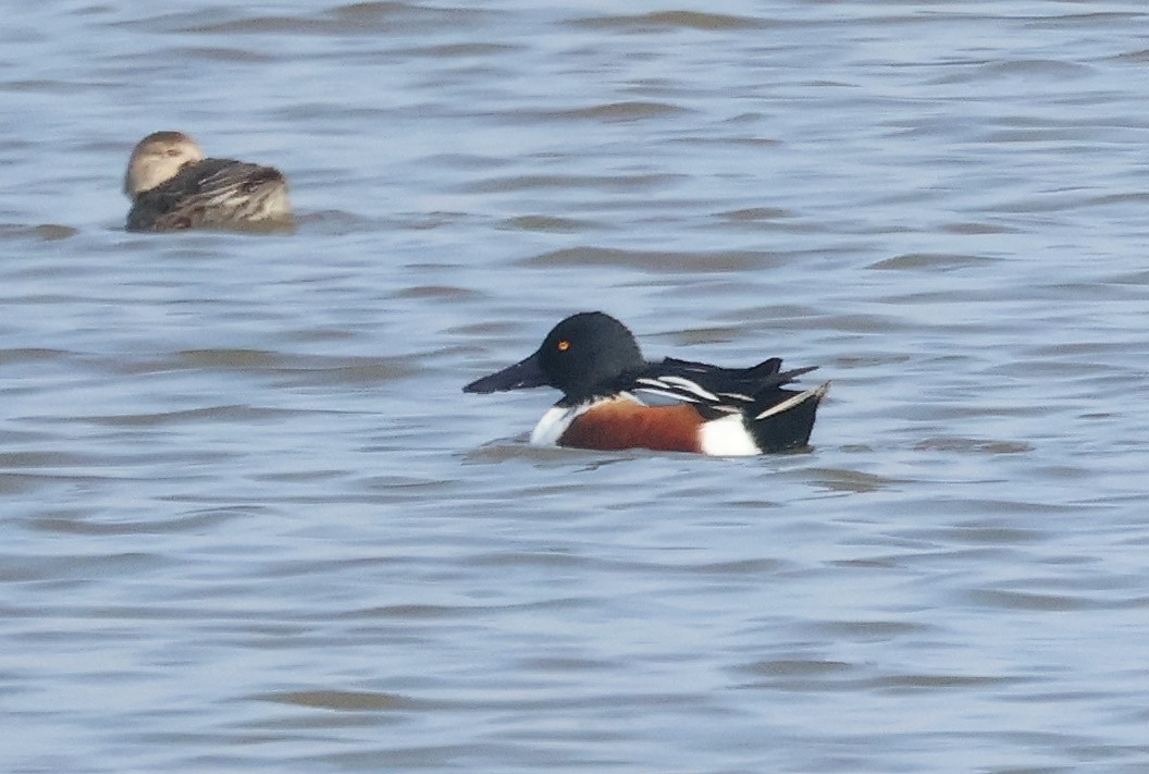 Northern Shoveler - ML626086836