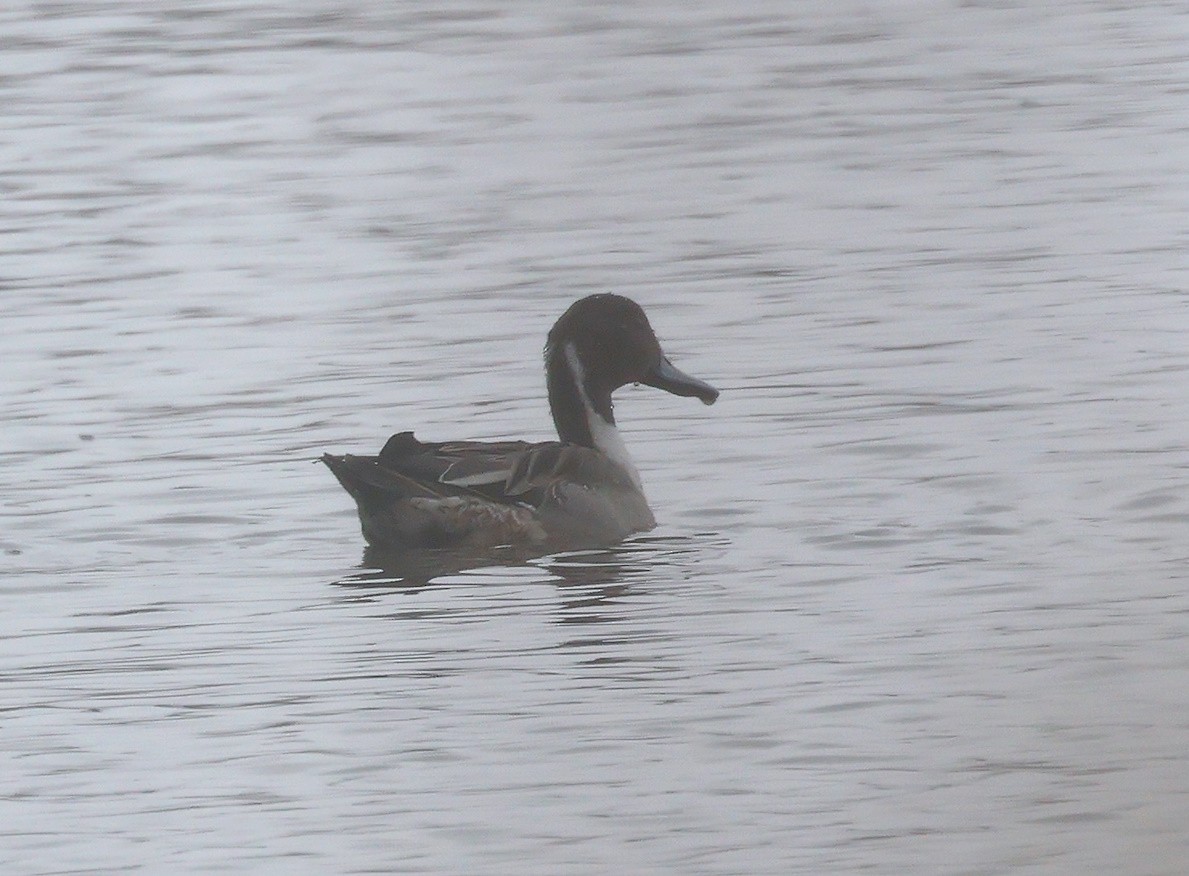 Northern Pintail - ML626086838