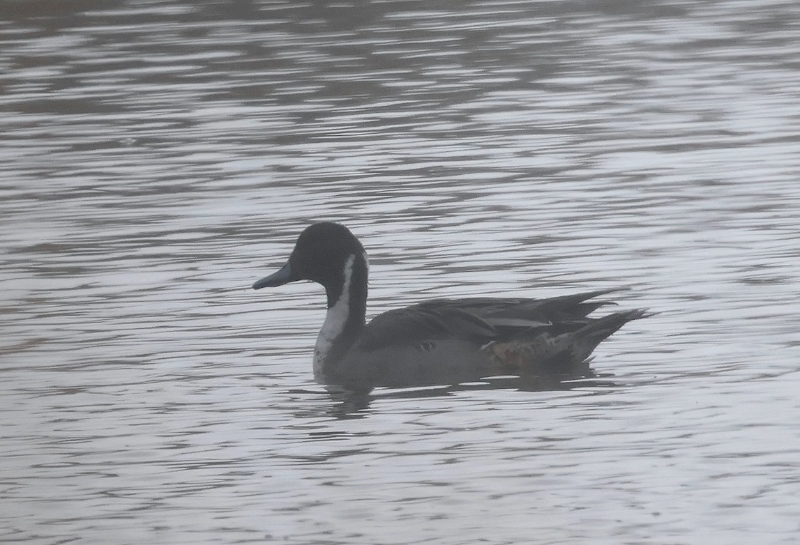 Northern Pintail - ML626086840