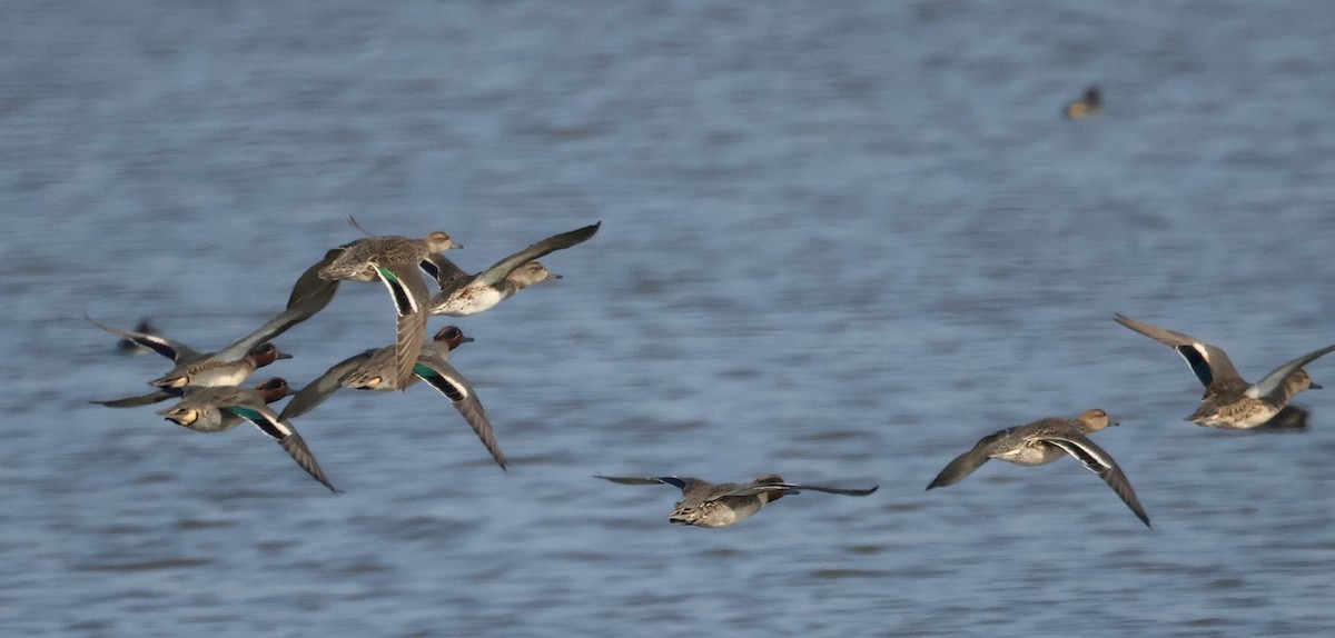 Green-winged Teal - ML626086846