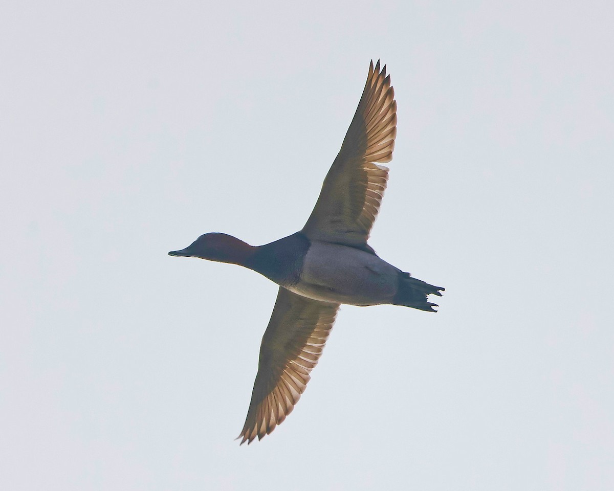 Common Pochard - ML626086858