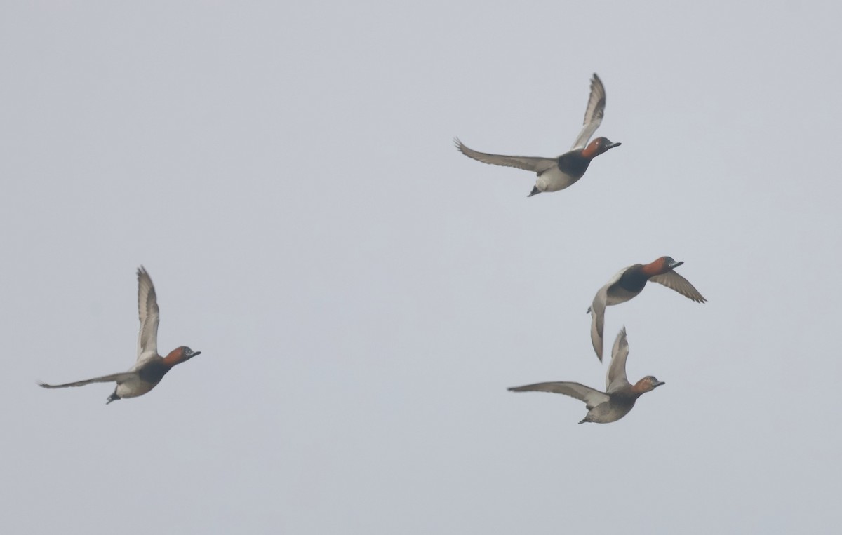 Common Pochard - ML626086859