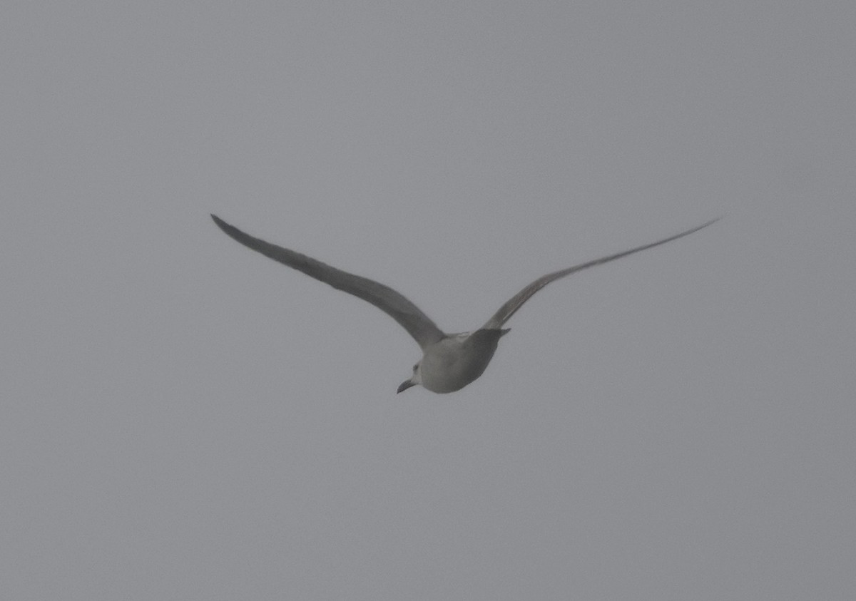 Caspian Gull - ML626086868