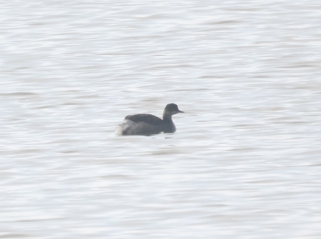 Eared Grebe - ML626086890