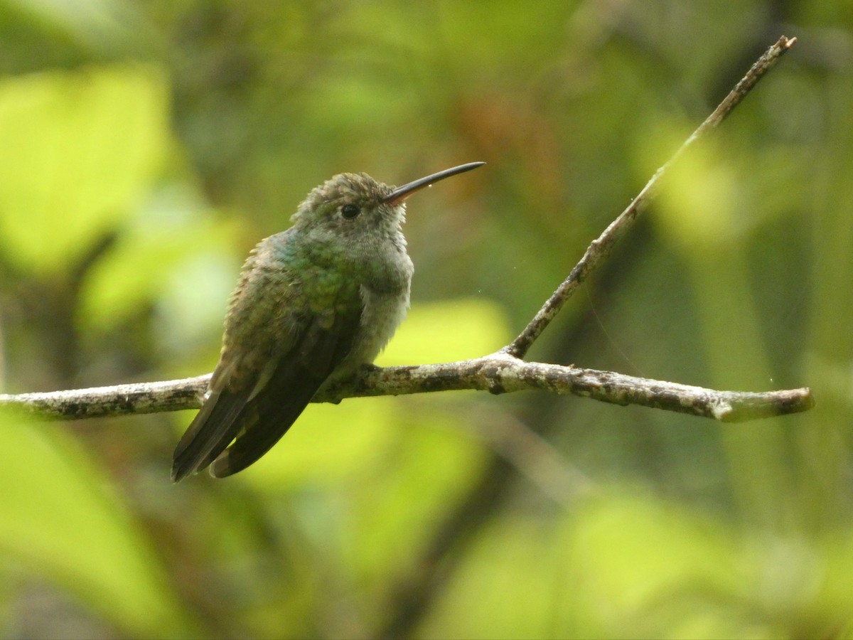 Honduran Emerald - ML626086891