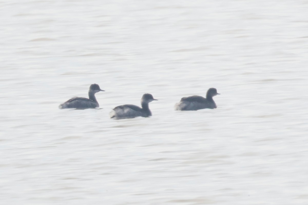 Eared Grebe - ML626086892