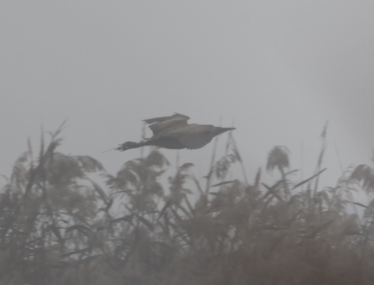 Eurasian Bittern - ML626086902