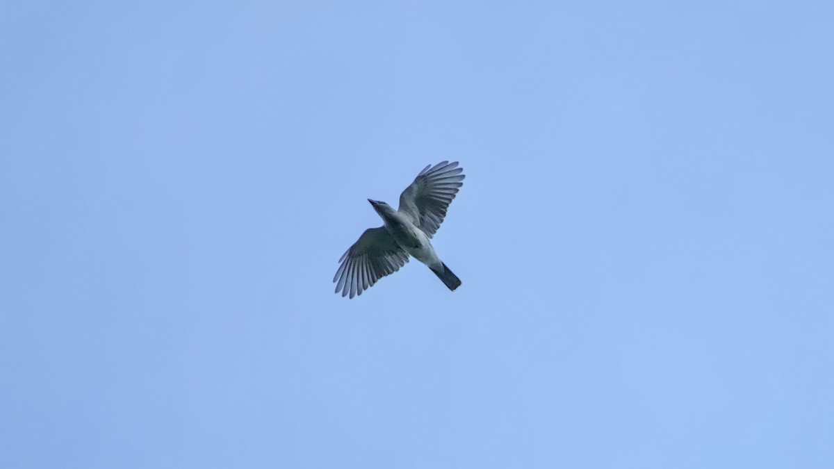 Oriental Cuckooshrike - ML626086910