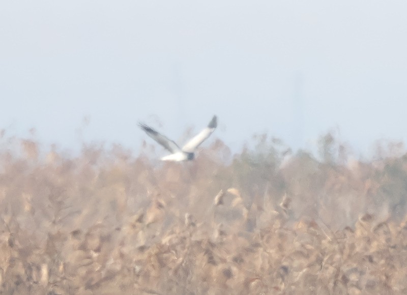 Hen Harrier - ML626086911