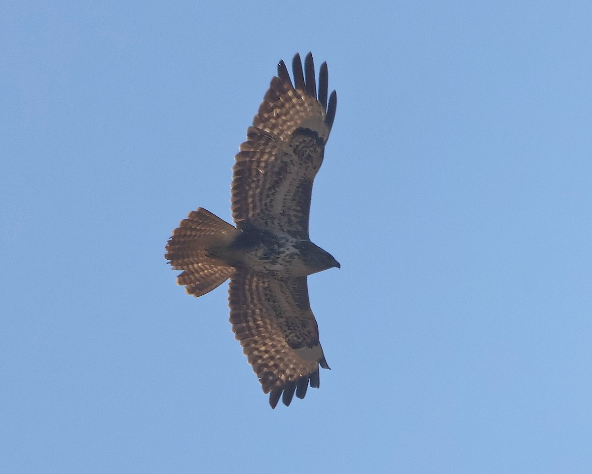 Common Buzzard - ML626086915