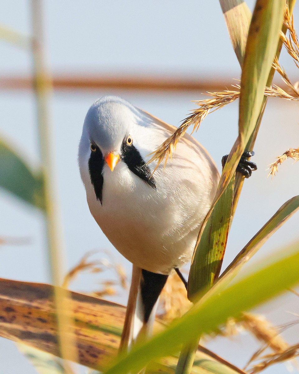 Bearded Reedling - ML626086929