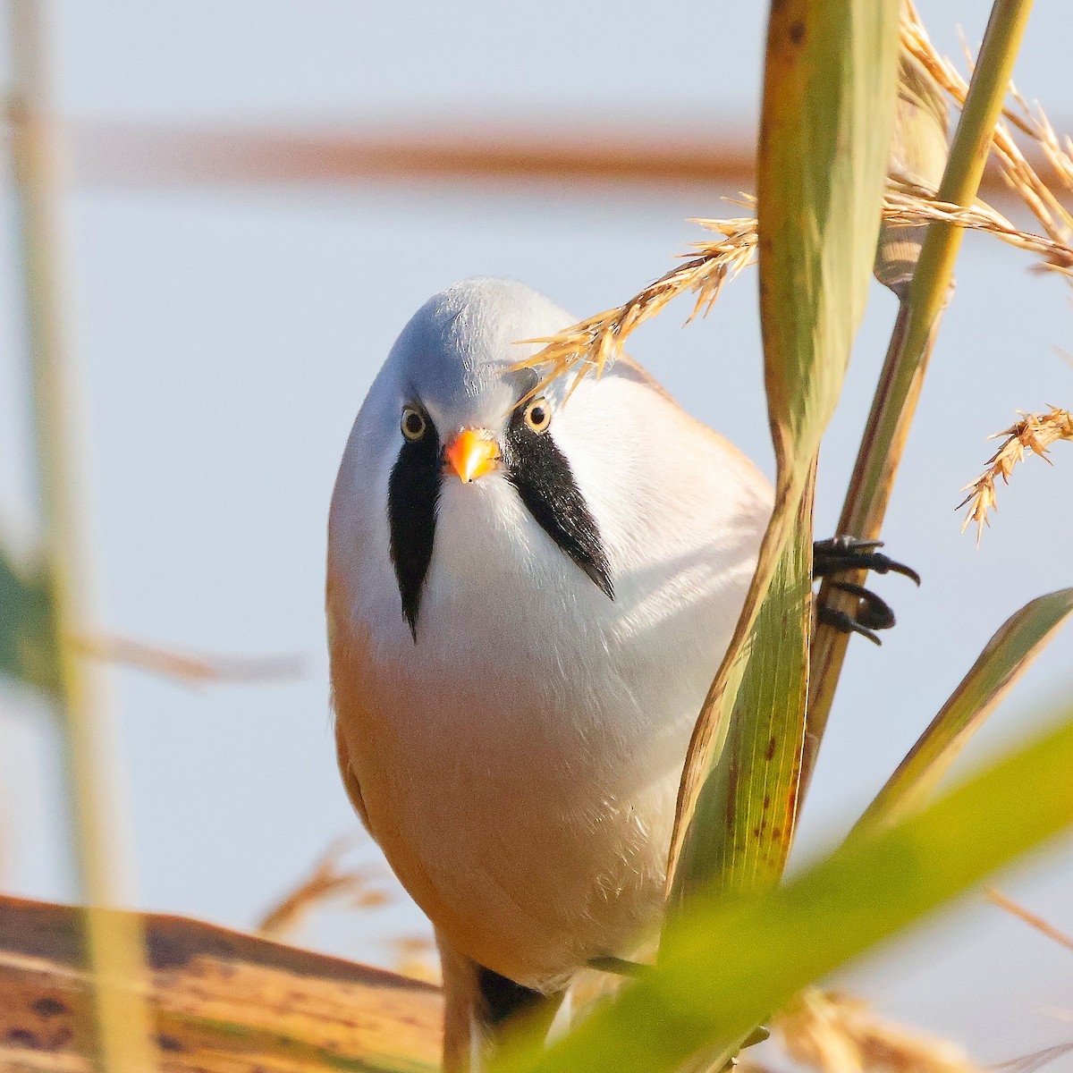 Bearded Reedling - ML626086947