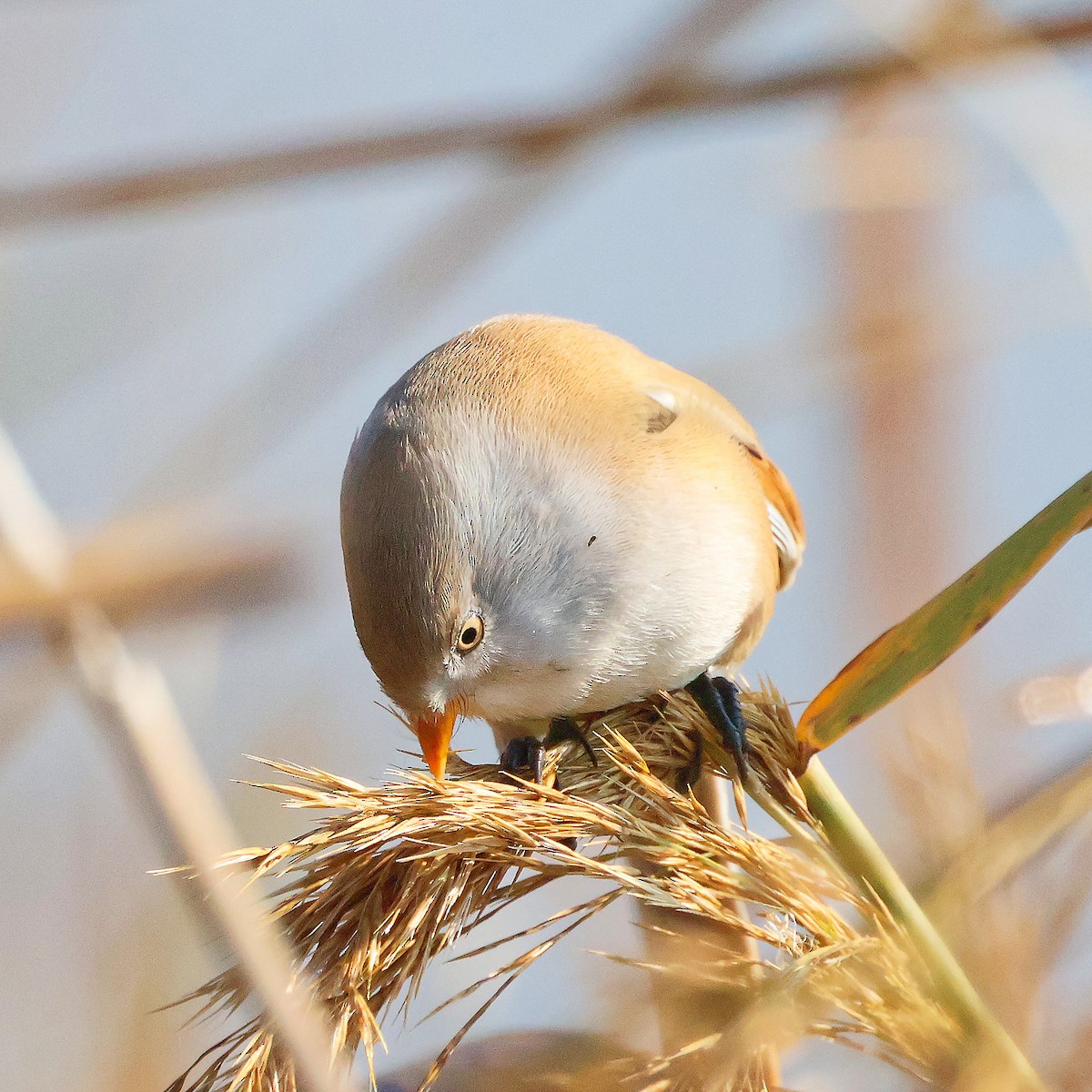 Bearded Reedling - ML626086949