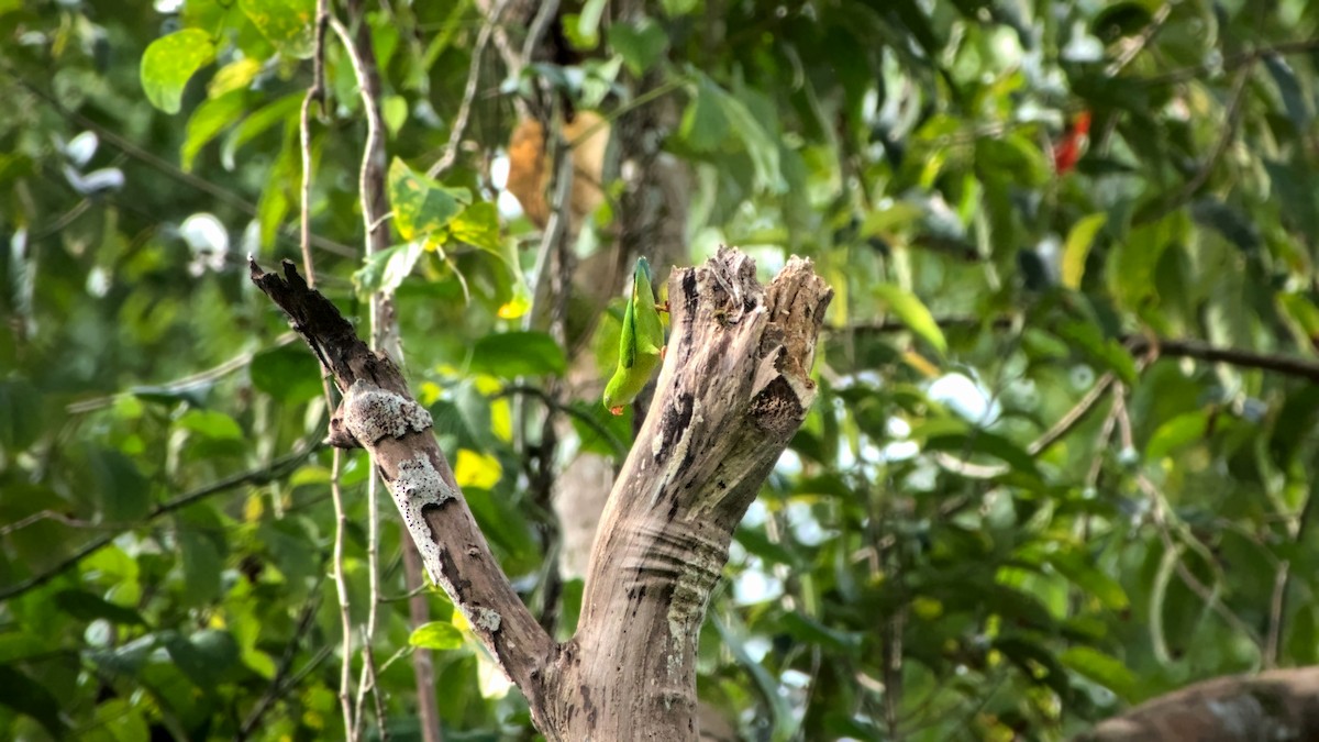 Vernal Hanging-Parrot - ML626086950