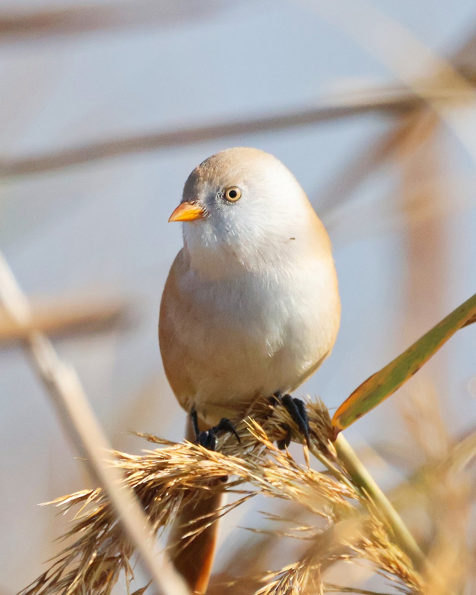 Bearded Reedling - ML626086954