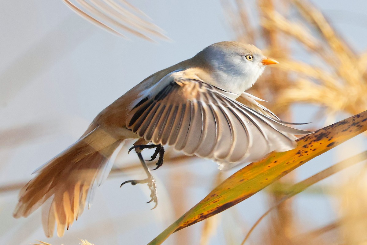 Bearded Reedling - ML626086956