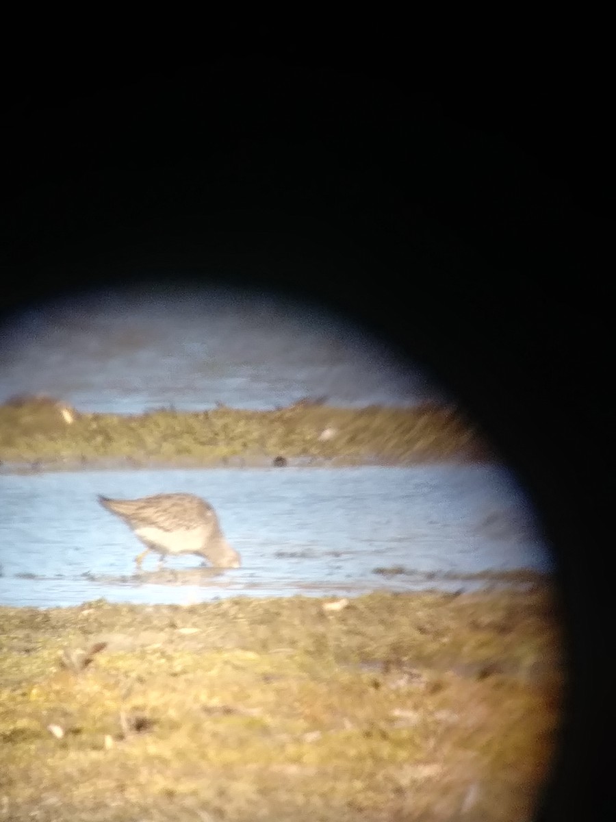 Long-billed Dowitcher - ML626086973