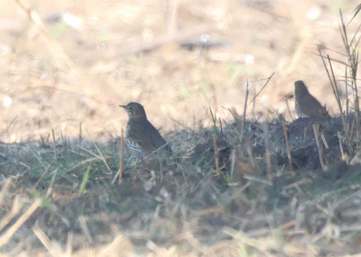 Song Thrush - ML626086974