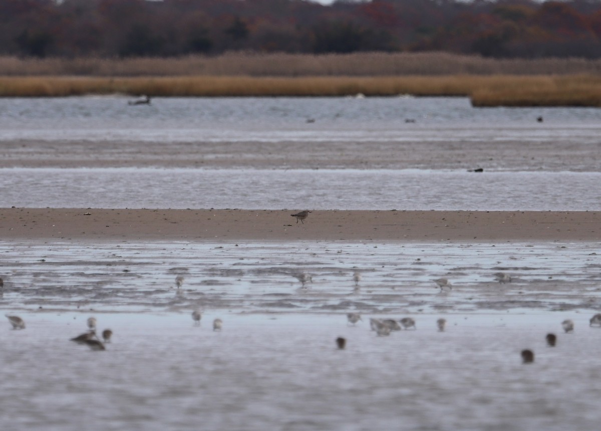 American Golden-Plover - ML626086979