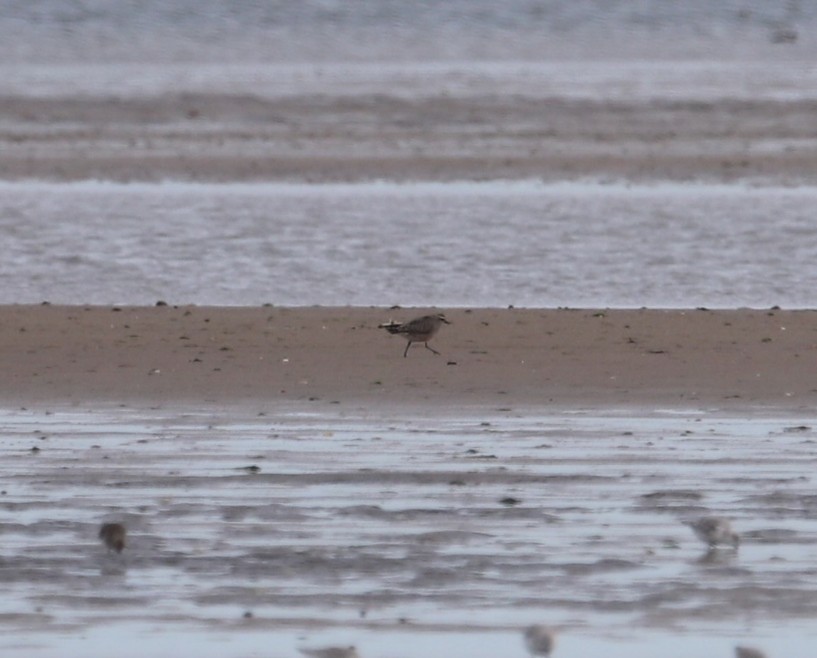 American Golden-Plover - ML626086980