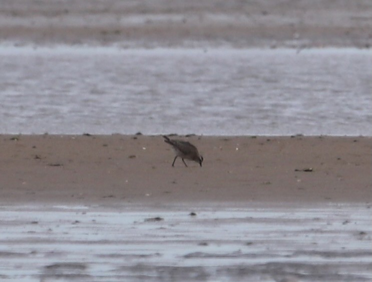 American Golden-Plover - ML626086981