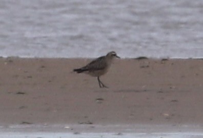 American Golden-Plover - ML626086982