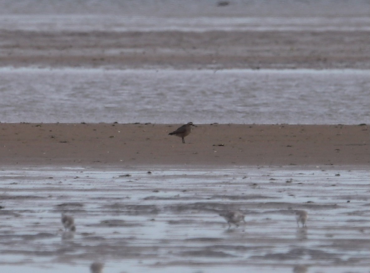 American Golden-Plover - ML626086983