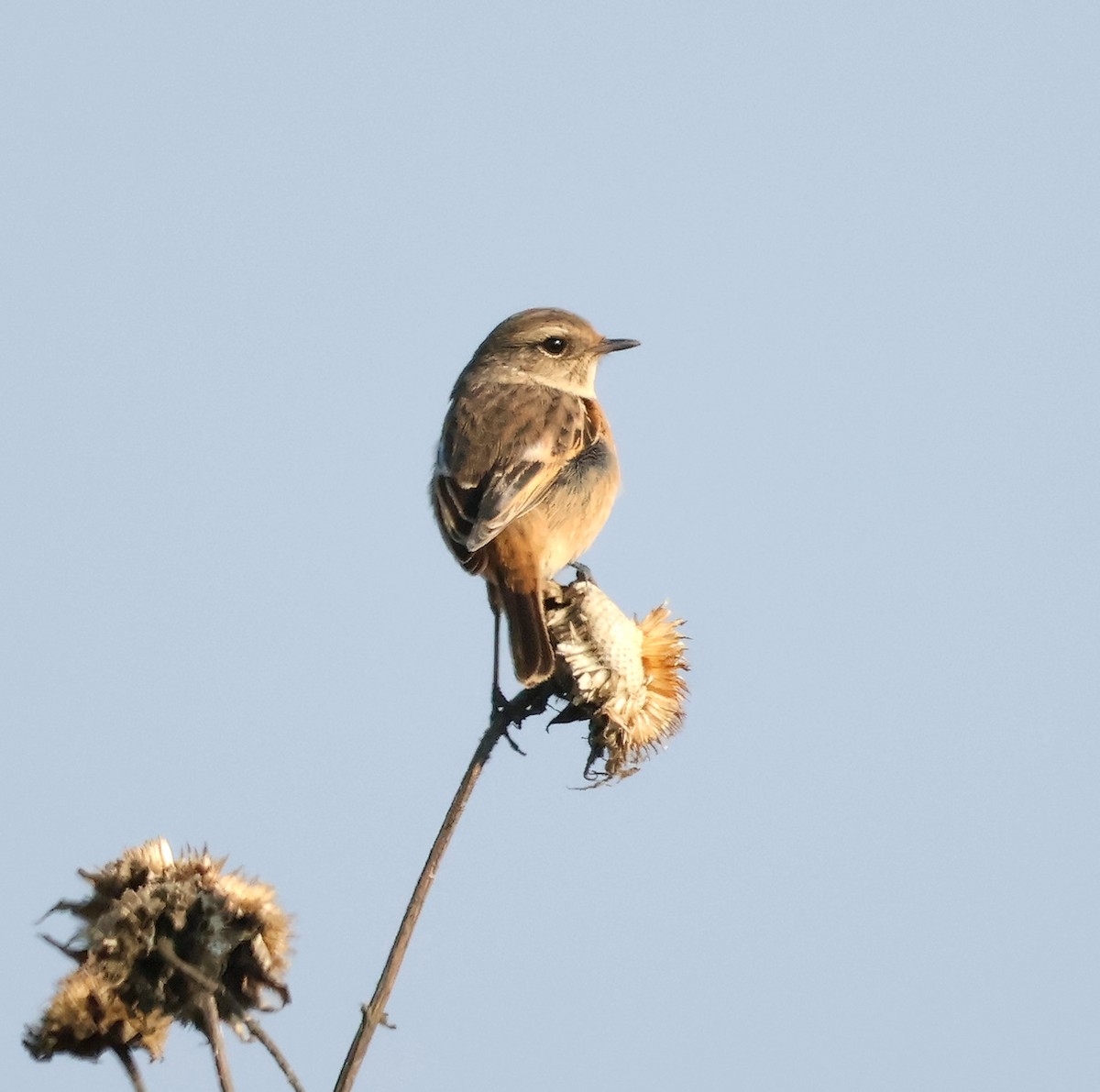 European Stonechat - ML626086986