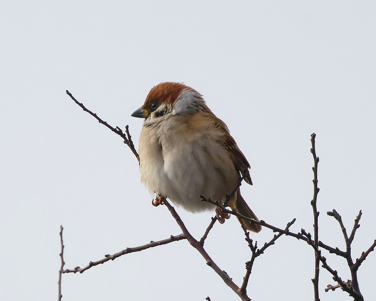 Eurasian Tree Sparrow - ML626086999