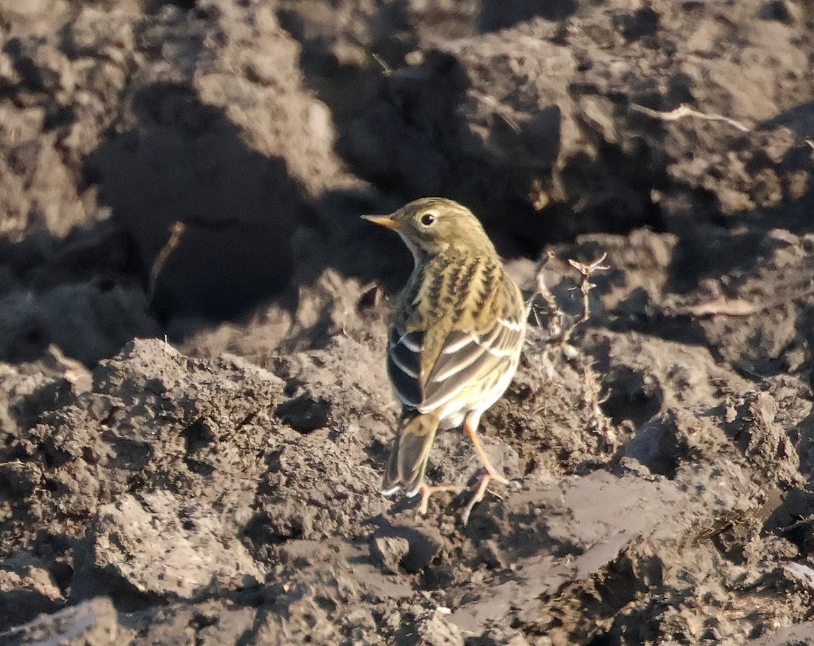 Meadow Pipit - ML626087014